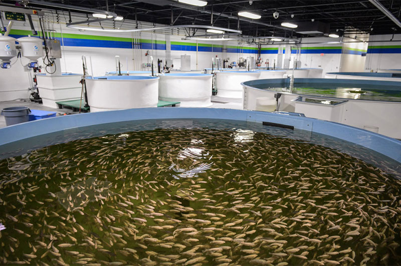 RAS-aquaculture